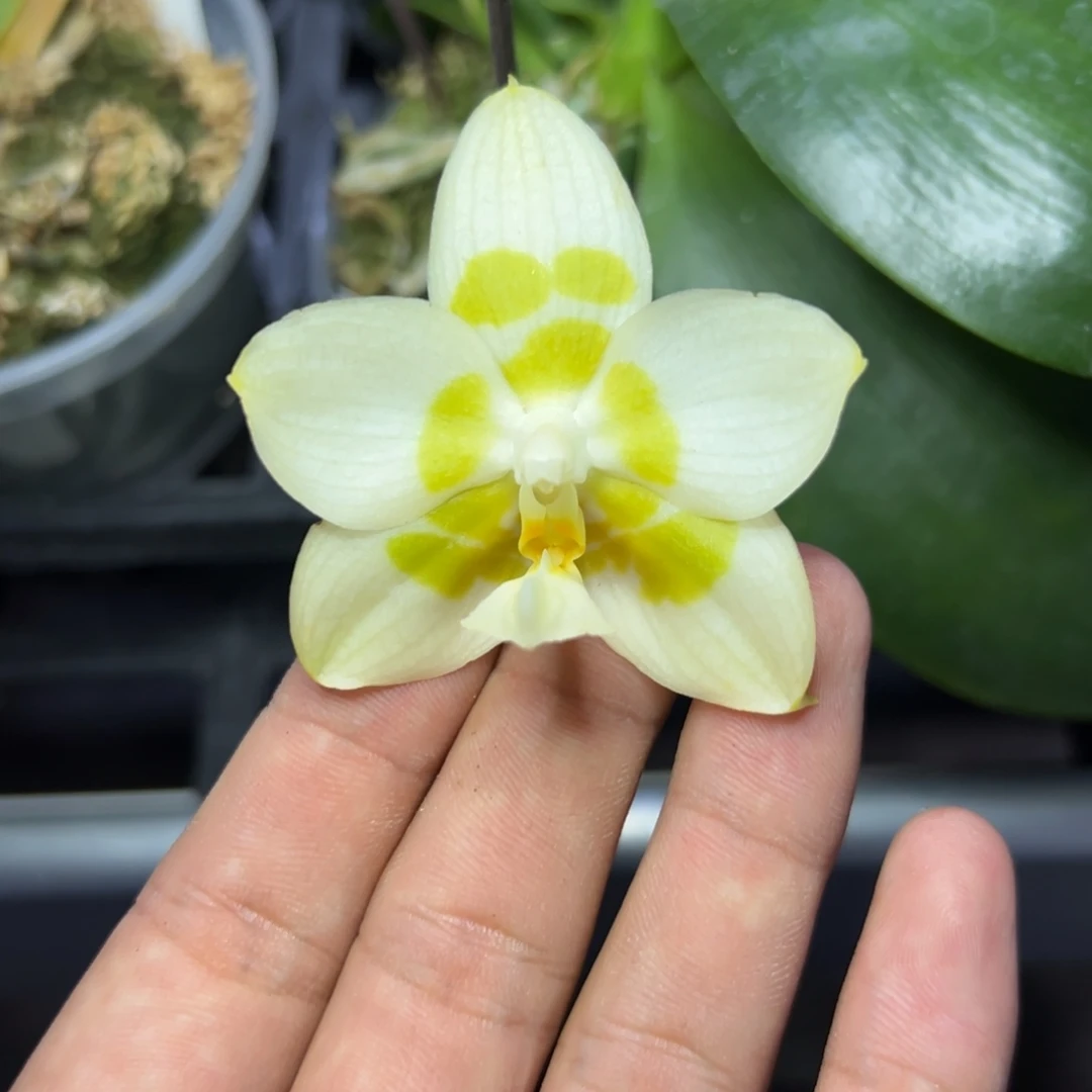 完全开放l056雅风白水仙