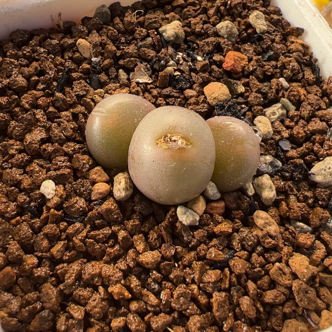 紫葡萄多肉植物盆栽植物