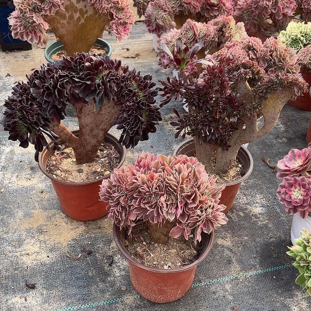 三颗，粉女巫最小冠幅18厘米左右