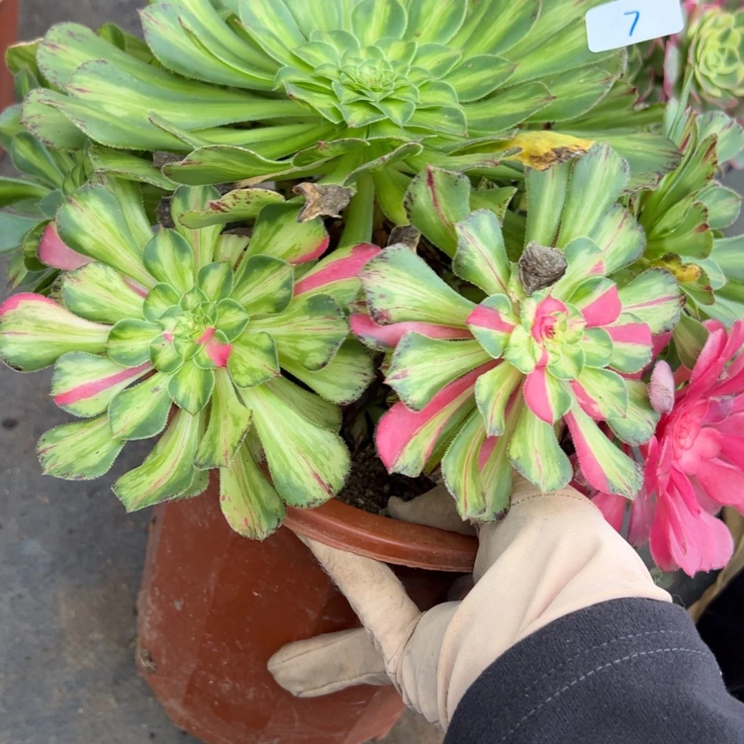 7知否多肉嘻嘻嘻嘻