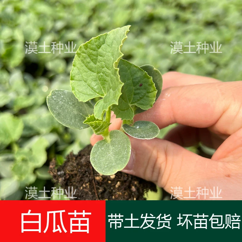 广东阳春本地白皮白筋白瓜秧苗青筋菜瓜种苗春夏秋季农家蔬菜秧苗