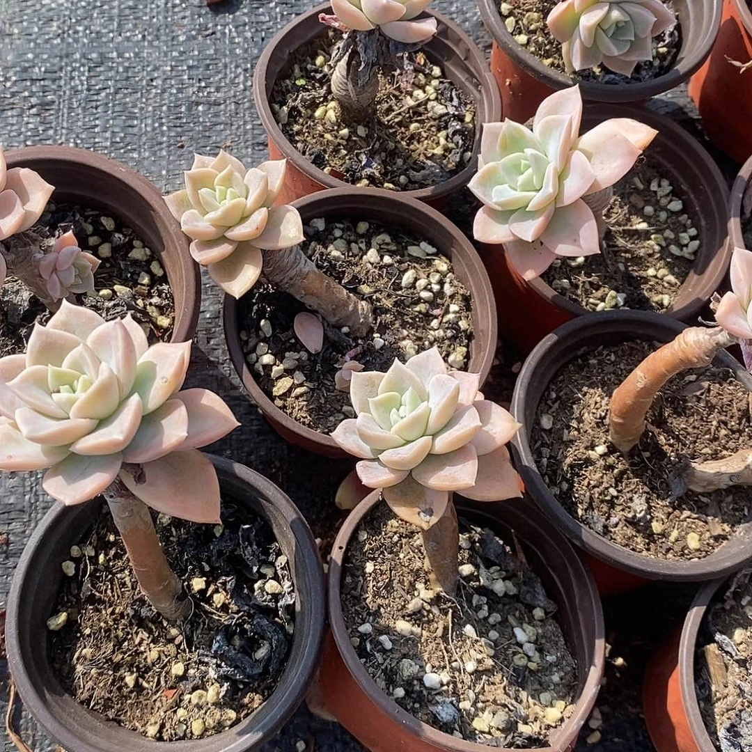 哈里沃森6颗小老桩多肉