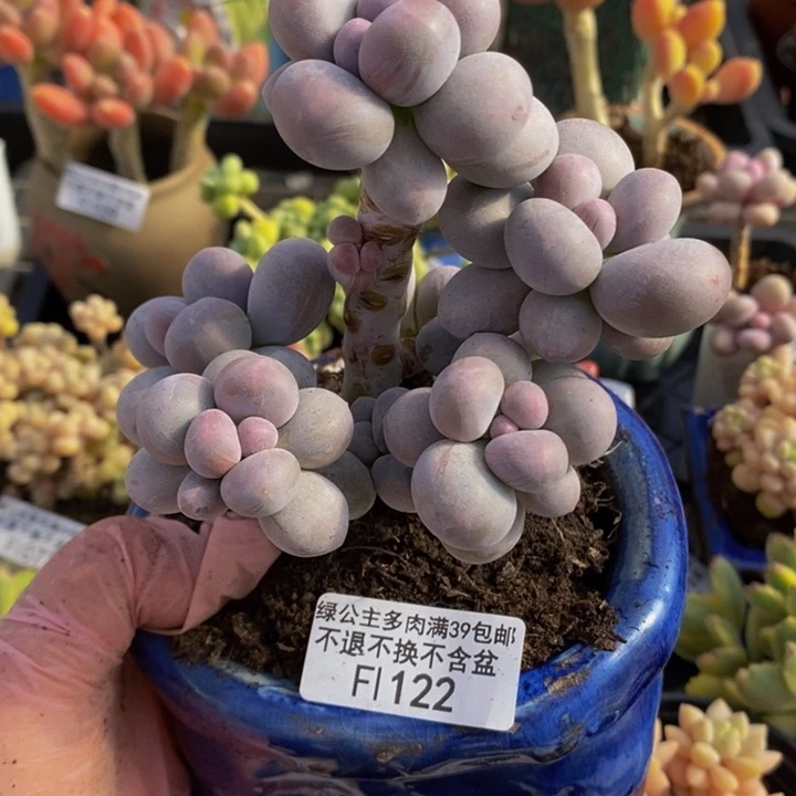 香水手指奶10cm122多肉植物