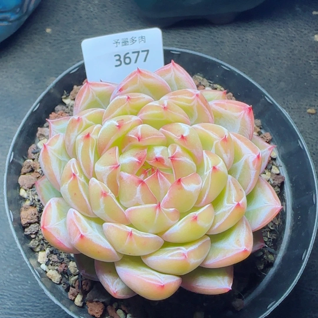 雪花珍妮，3677多肉植物