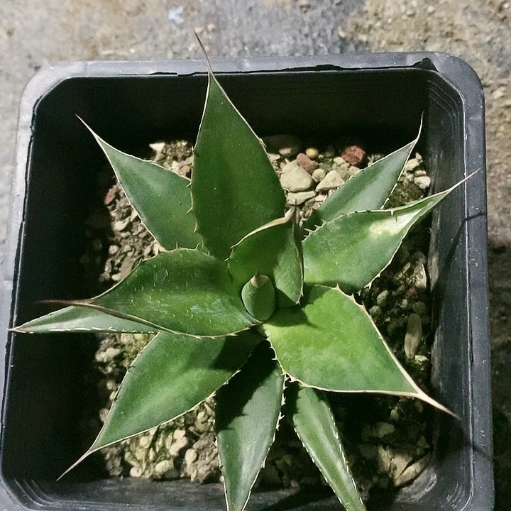 【闪购商品】无花朵龙舌兰霍利达