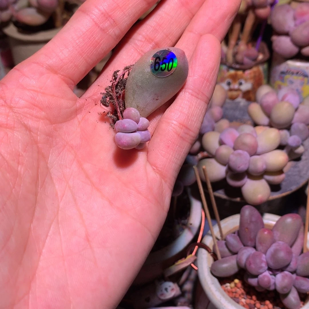 大叶奶酪多肉650