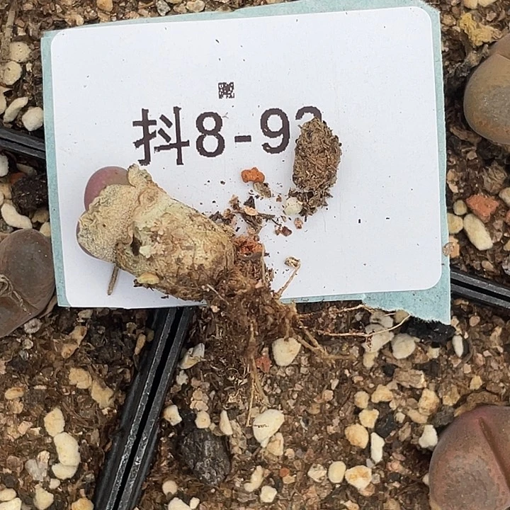 逗***逗8-93肉锥多肉植物