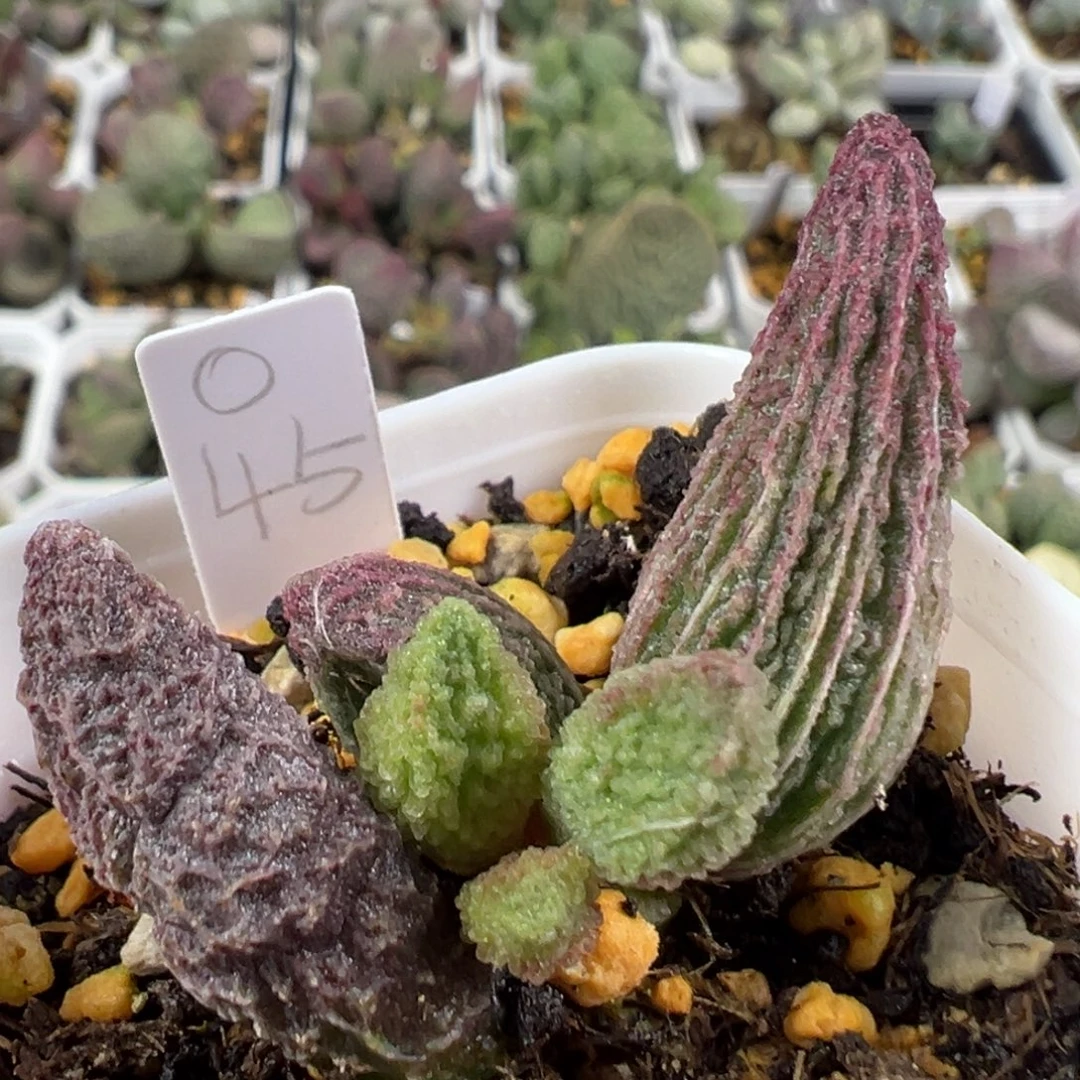 w辣椒造型紫色深竖长条纹款实生新品