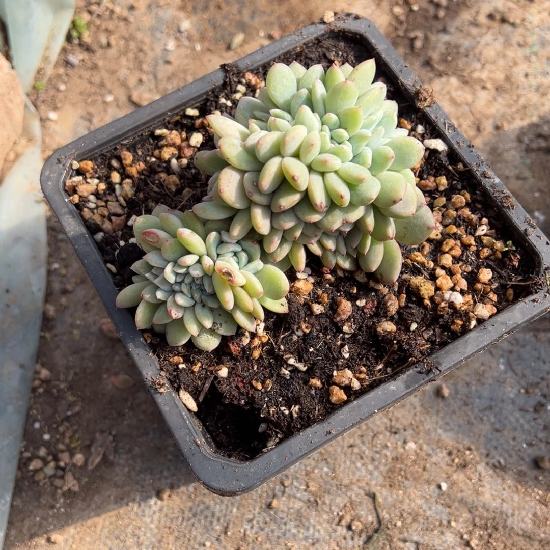 ?***水多肉植物，多肉植物