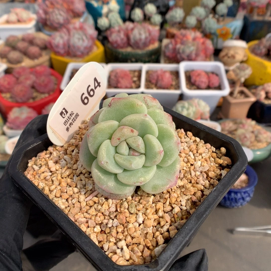 664 特冰玉石化多肉