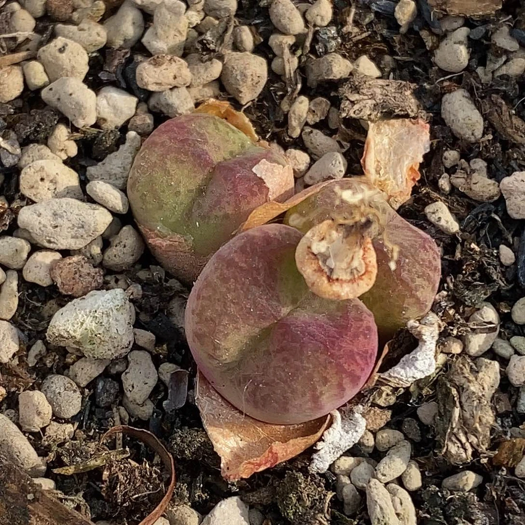 桃喜花园0513/120杂交