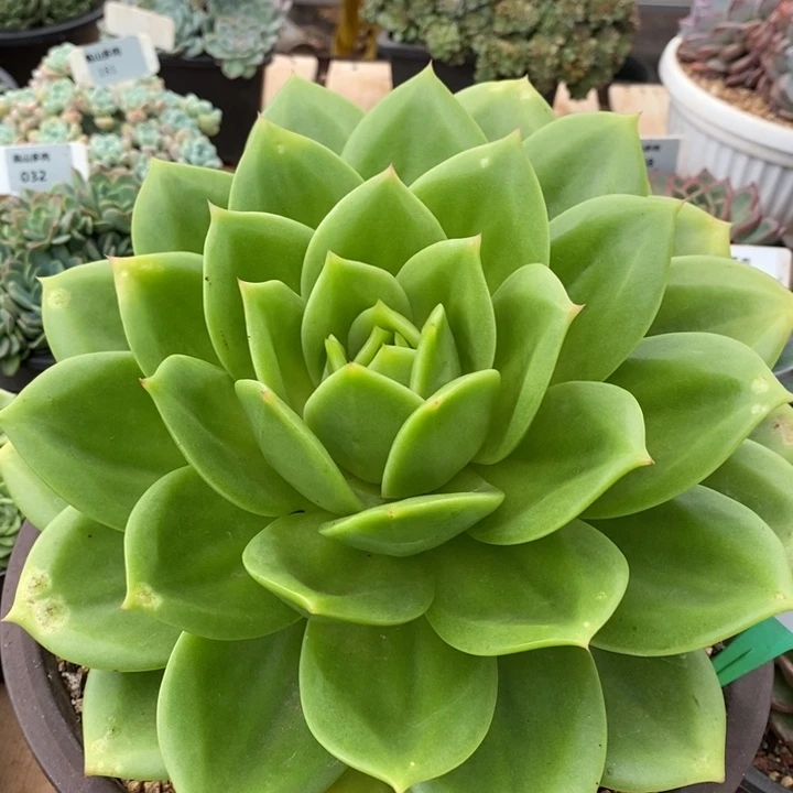 D259- 直播福利 翠鸟