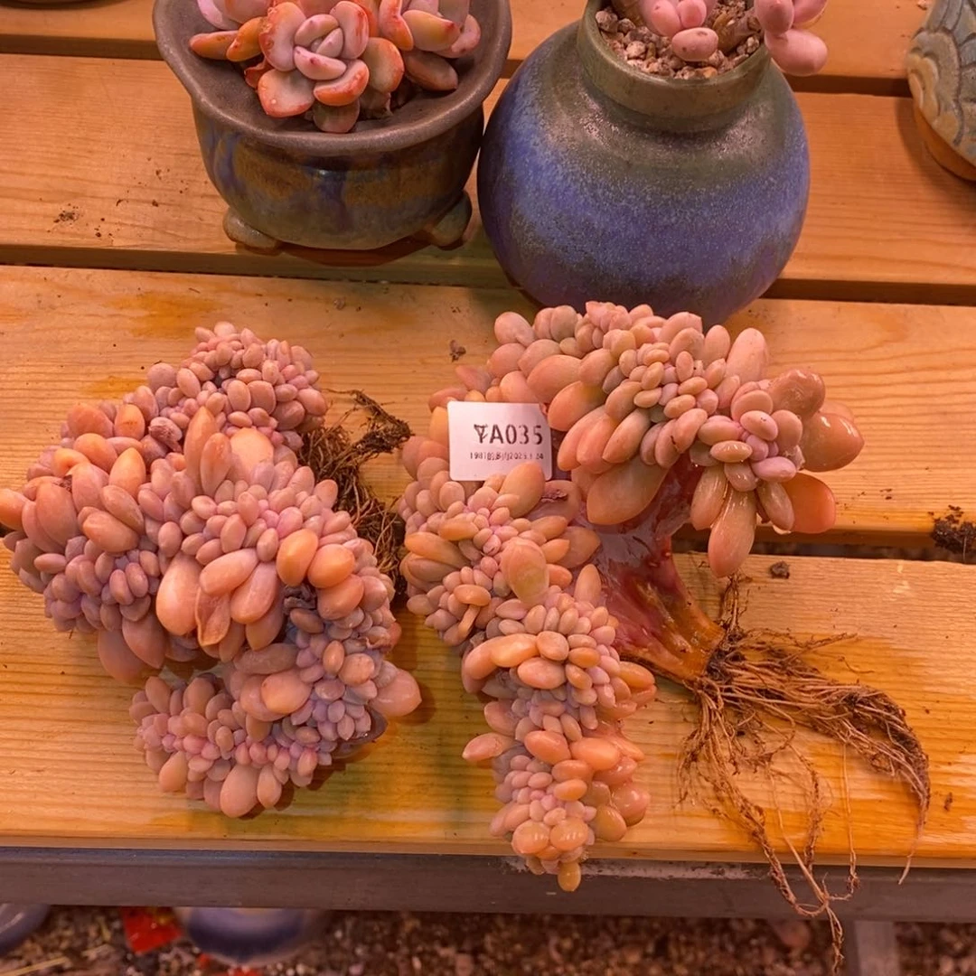 粗砂花盆s****tYA035rourourou