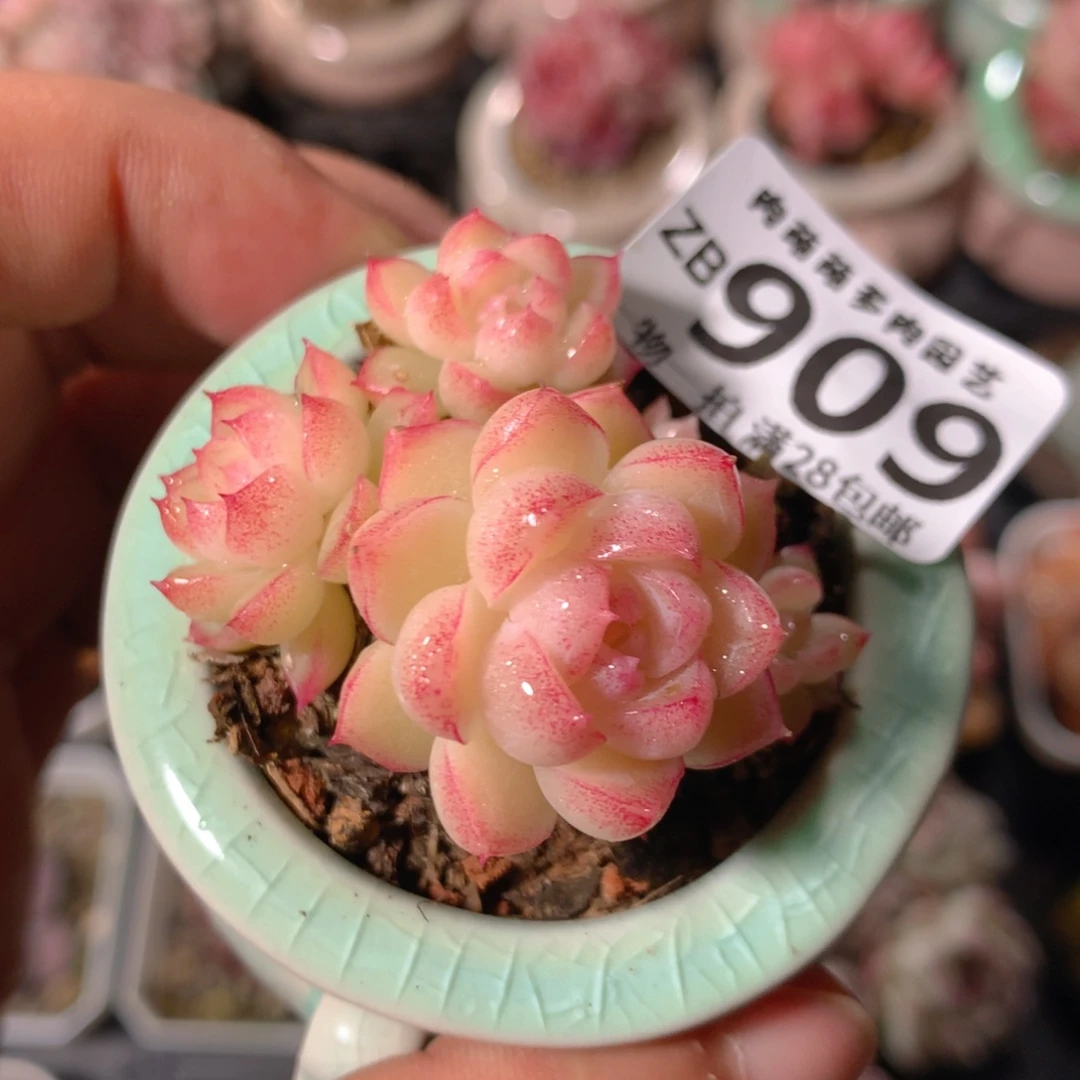 5CM拇指盆精控多肉ZB909