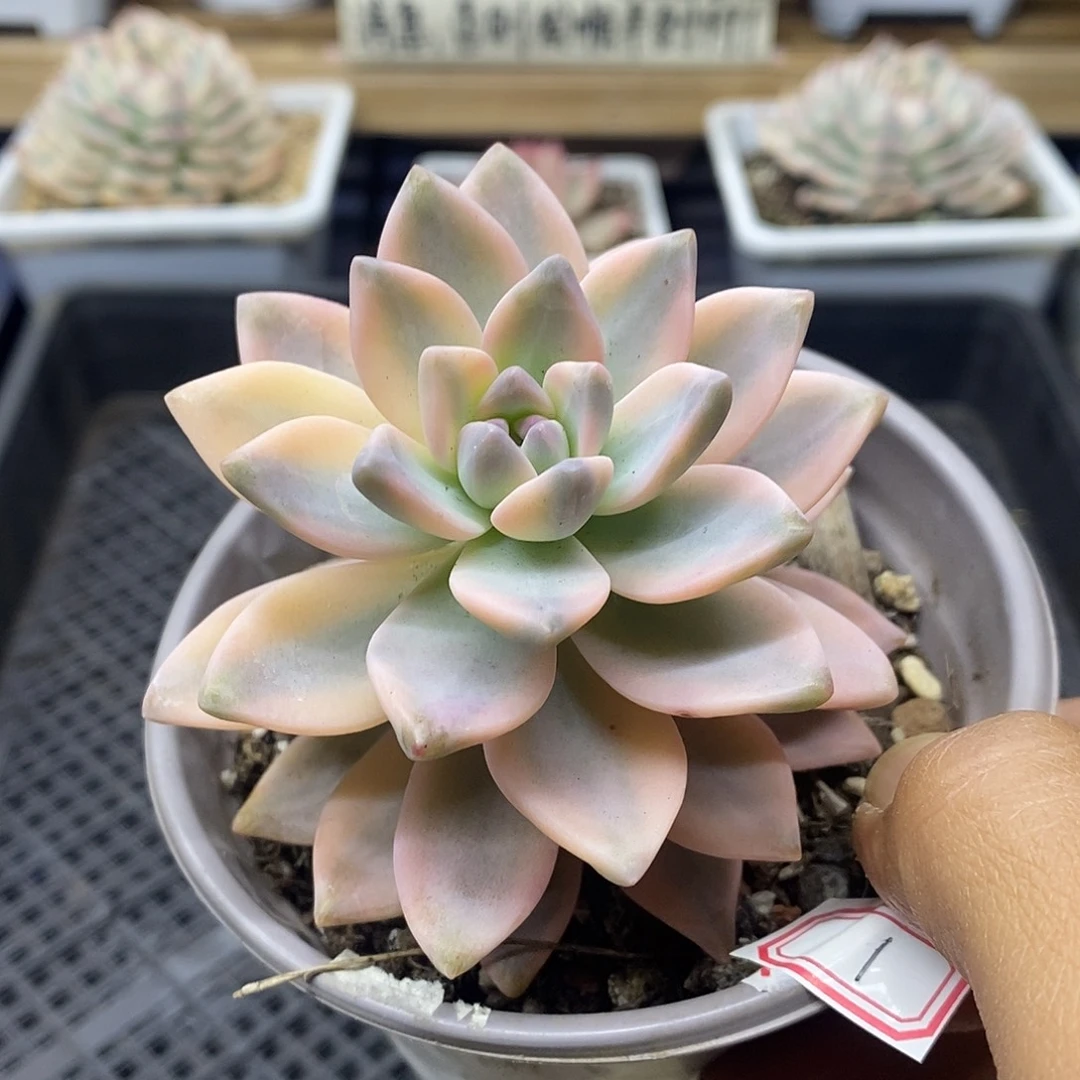 0701 淡雪锦多肉