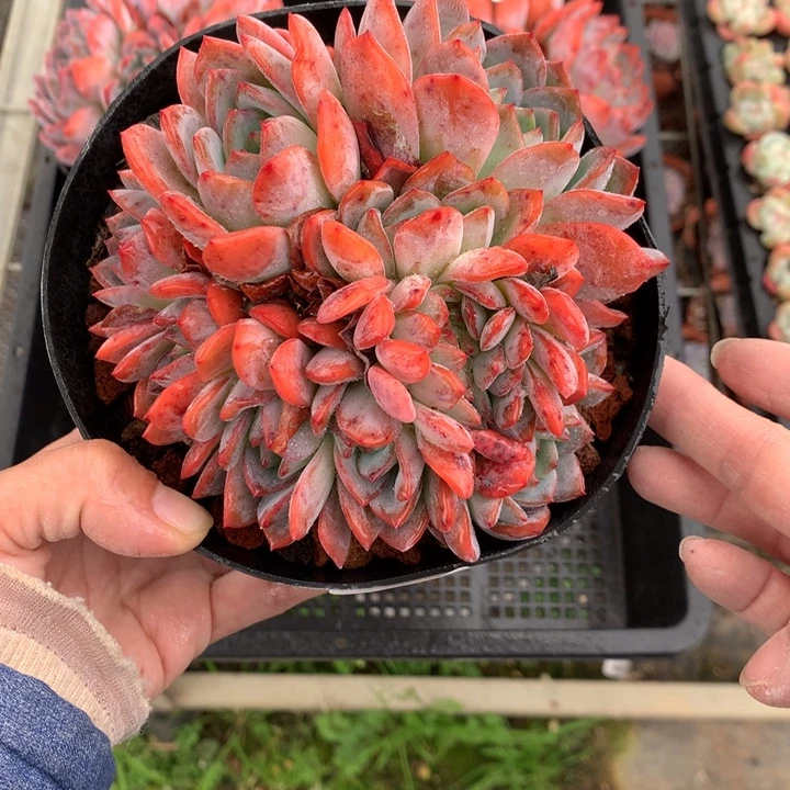 102157全明星嗯嗯嗯嗯好