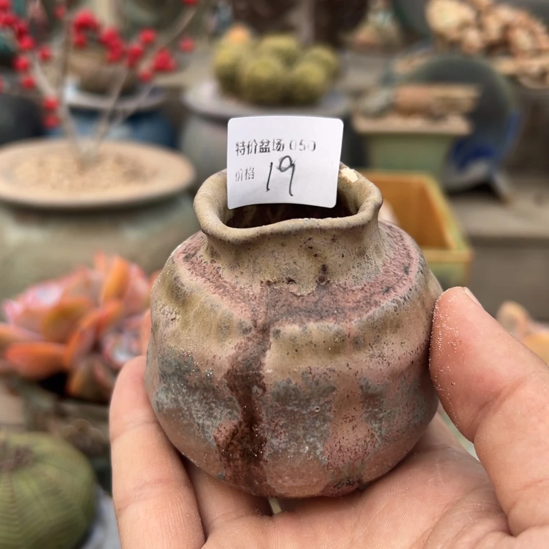 妙***青1987多肉花盆孤品050