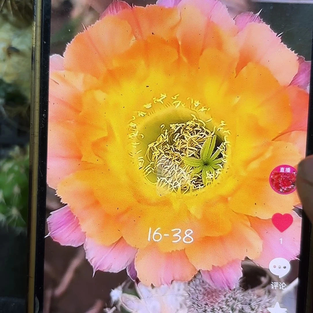 16-38彩侧牙20包邮仙人球36