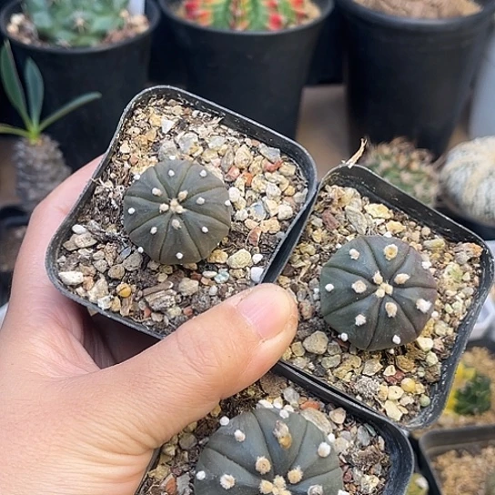 紫皮实生兜3颗一组