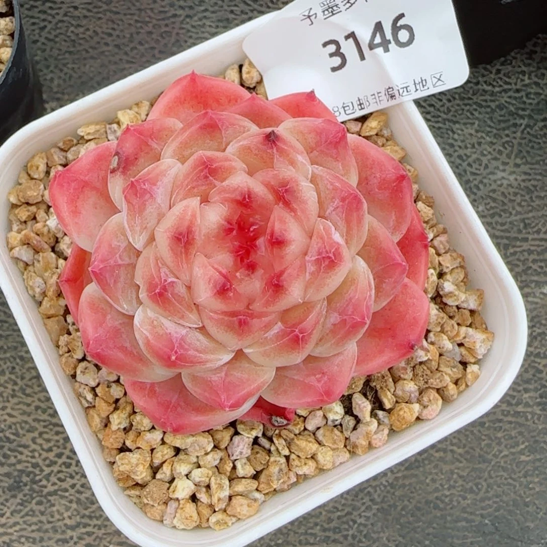 秘境冰魄，3146多肉植物