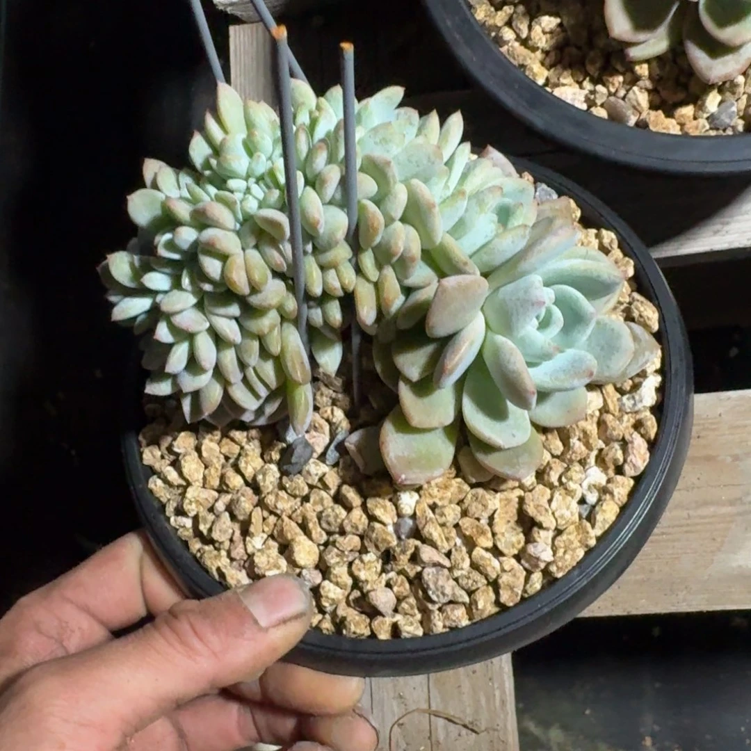 星影树缀无砍多肉