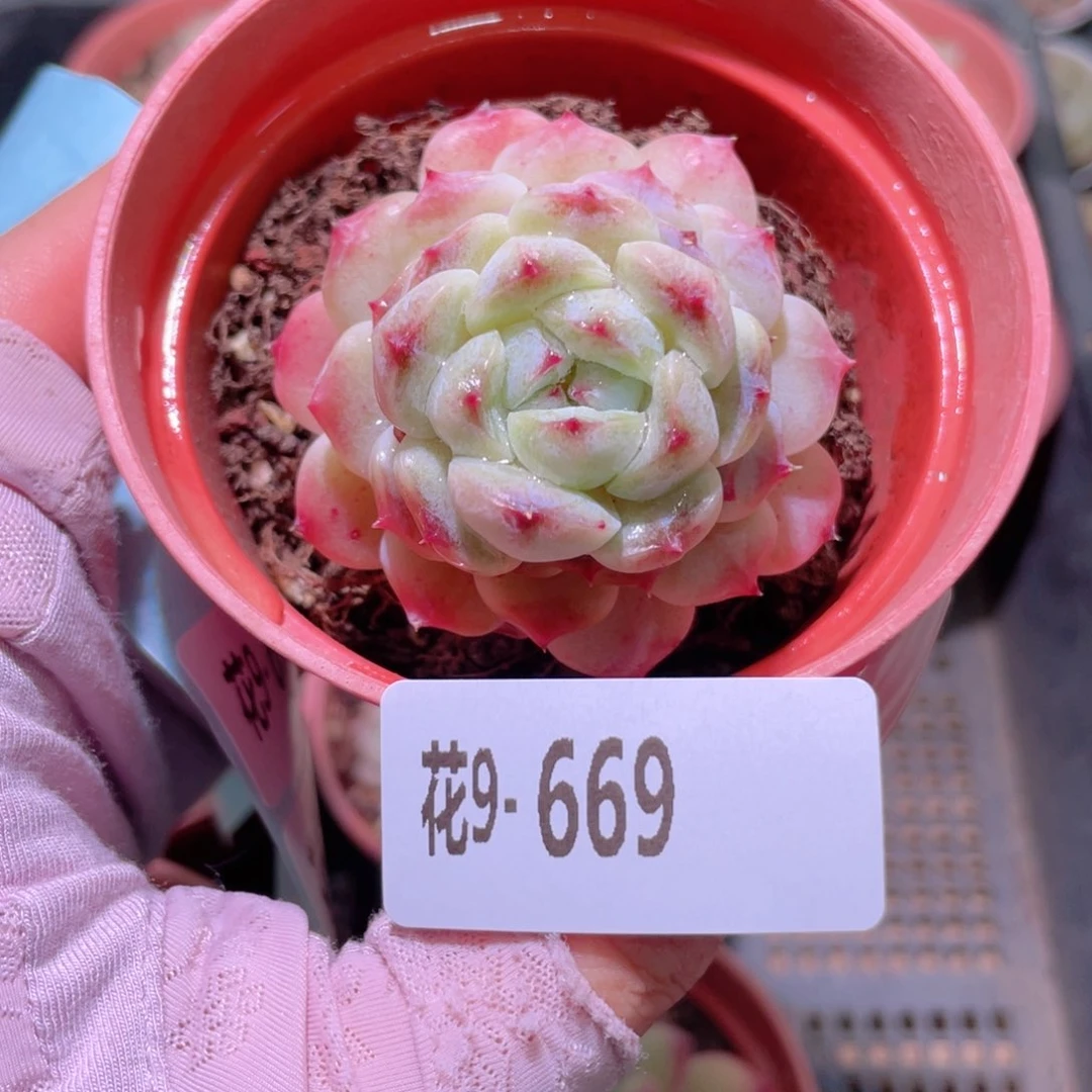 花利美9-669秘境冰魄