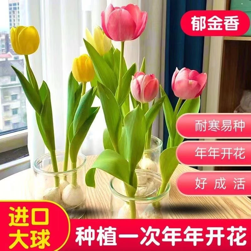 【只有种球-郁金香5度球】荷兰进口郁金香大球新手阳台郁金香种球