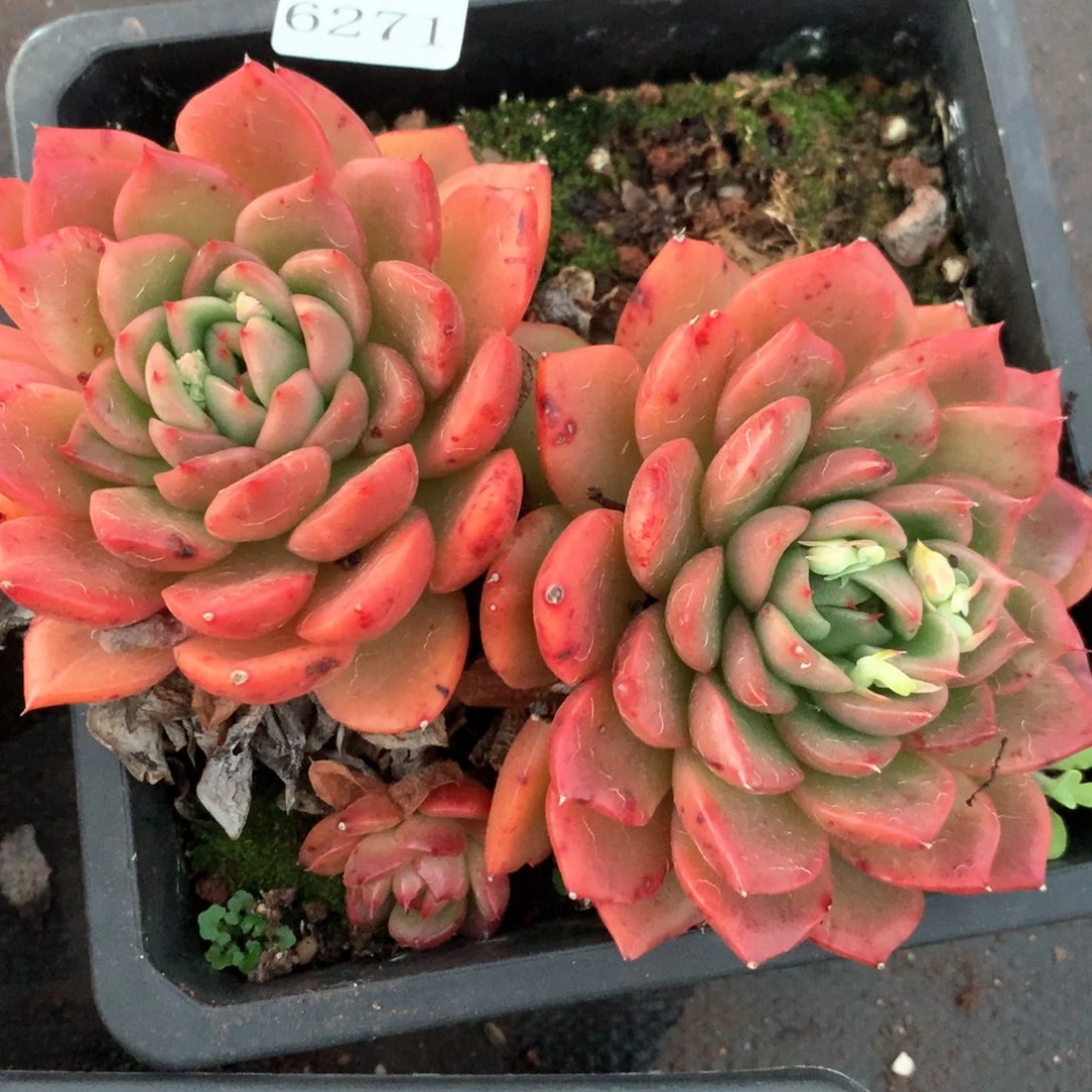 6271不包整散掉头不售后