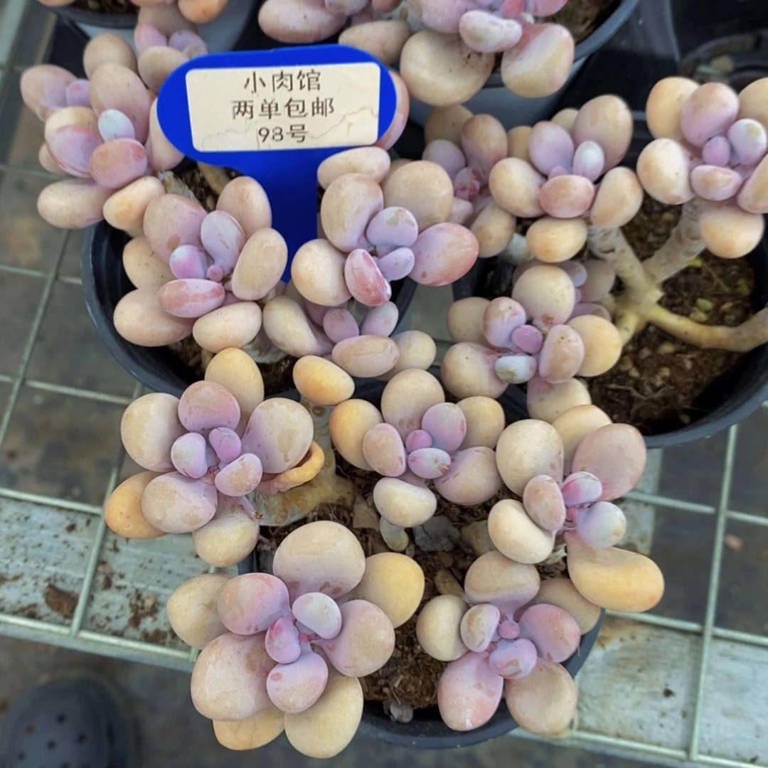 98-精品母本老桩桃蛋六头大群一个 尾货福利