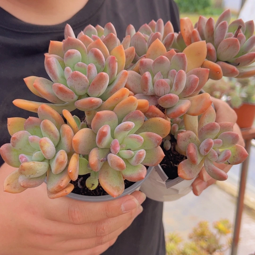 灰姑娘三头起发两盆，120杯