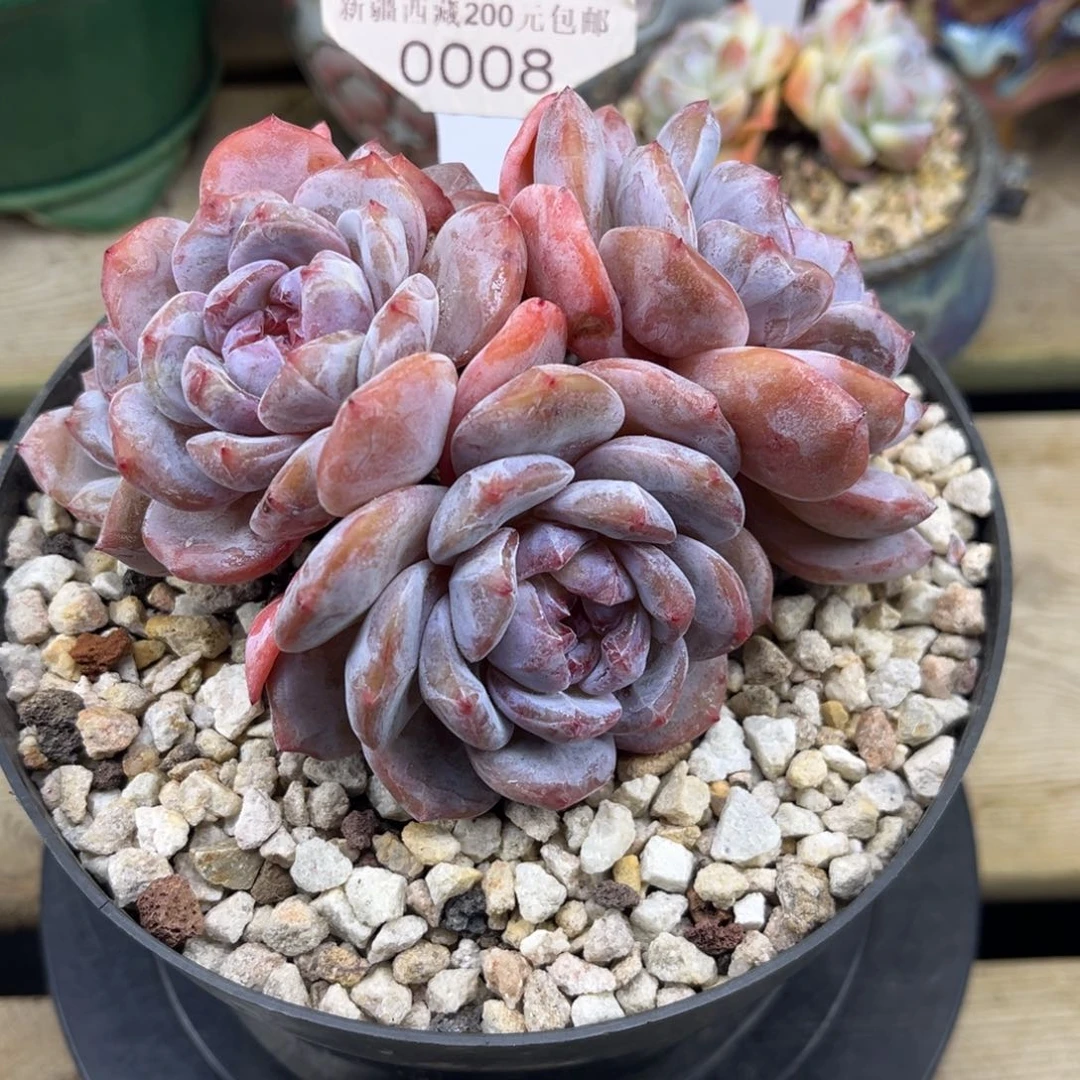 绿底紫心008/13cm5头