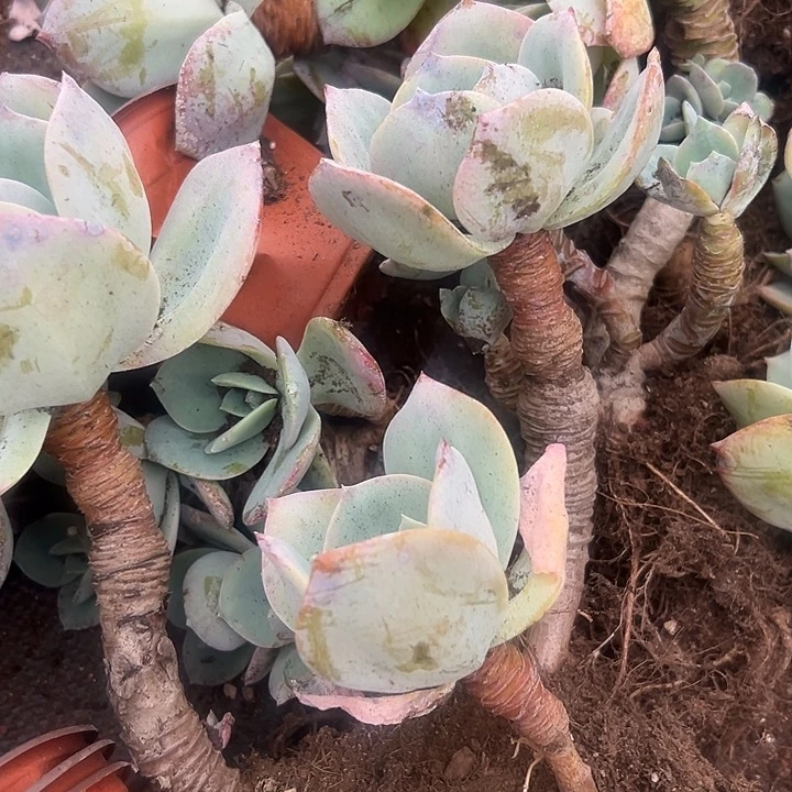 白凤老桩。