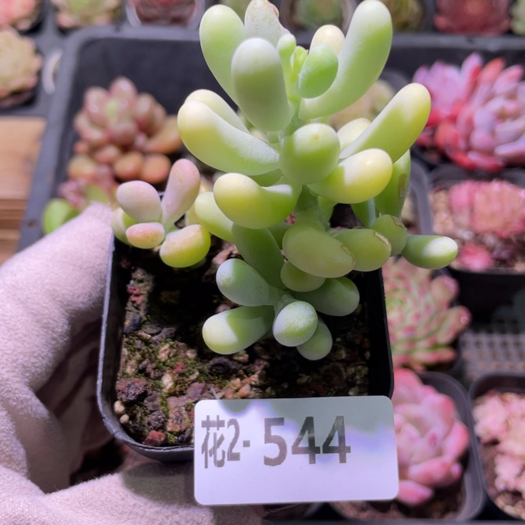 花利美2-544香蕉美人