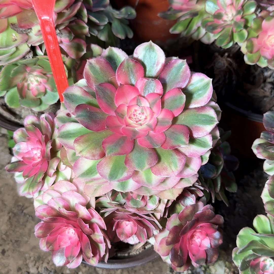 4183荔枝多肉法师铭文