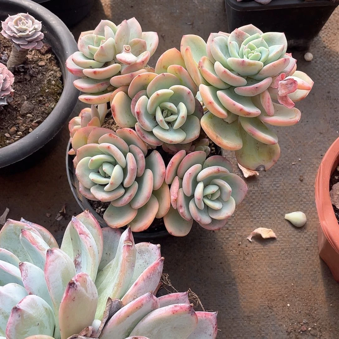 172白月光 一物一拍多肉