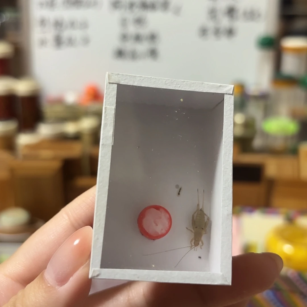 双痣一条 不包断须尾