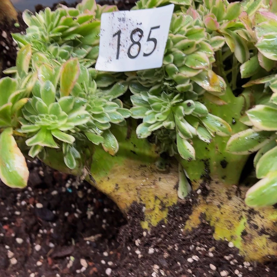 逆**行多肉植物福利185