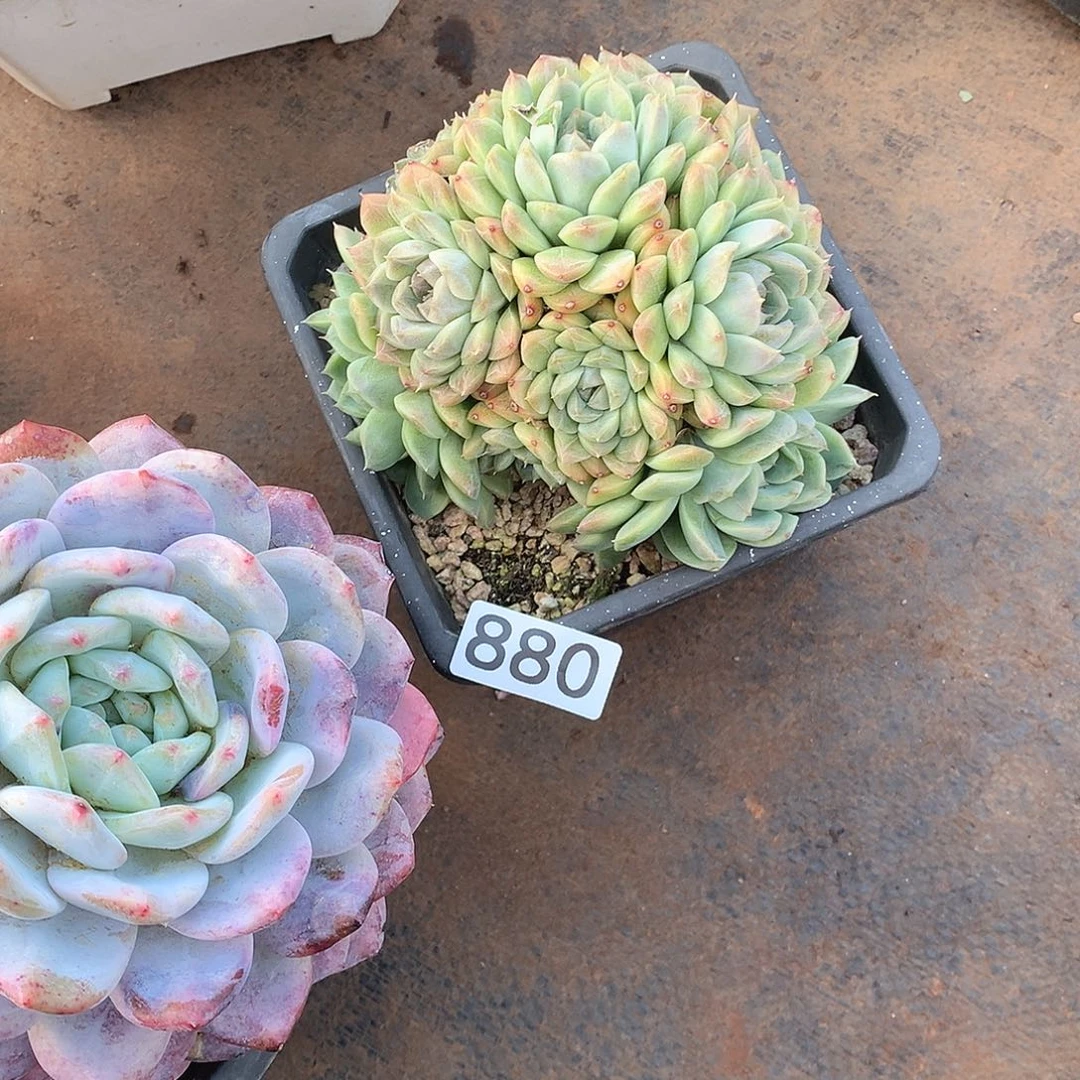 880 一物一拍多肉