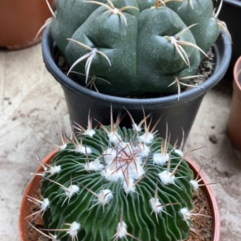 海王多了玉仙人球30米