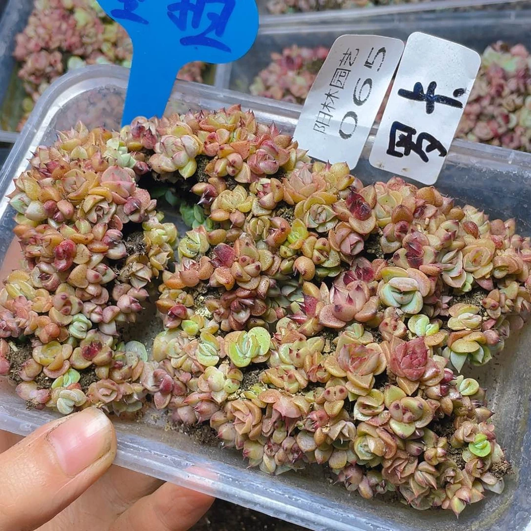 量拍多肉植物多肉植物65