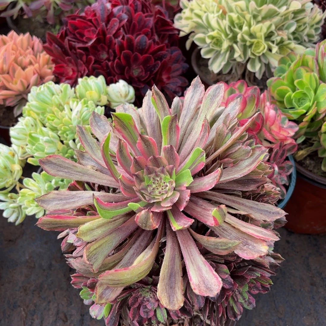 花脸粉黛9.9法师多肉木质