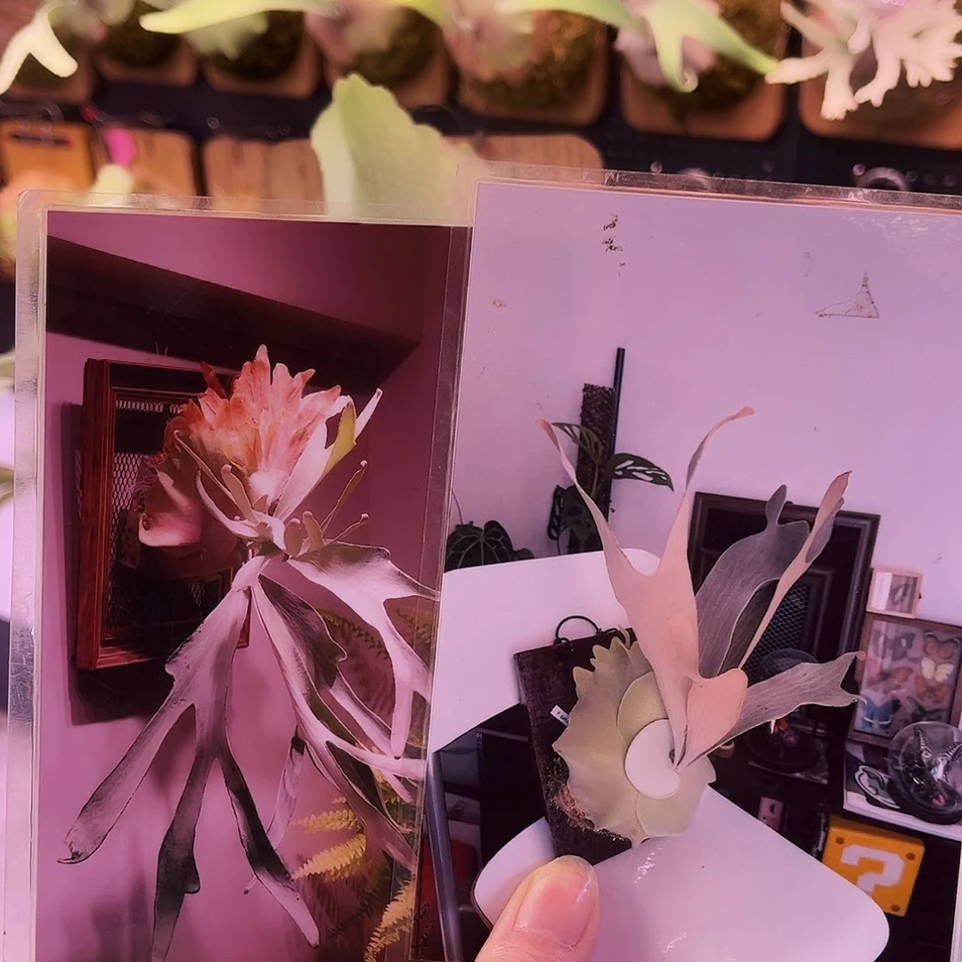 白色恋人 鹿角蕨