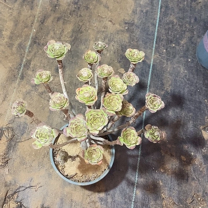 圆叶多肉植物016