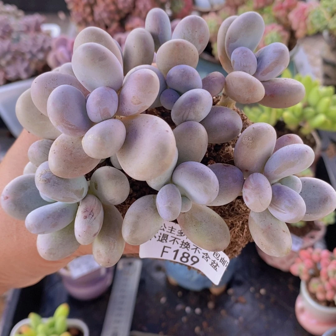 水光针奶酪10cm189多肉植物