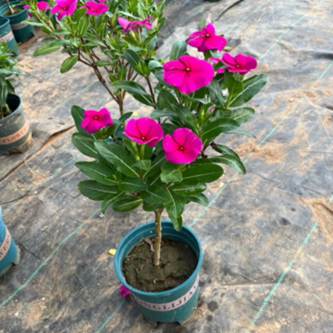 独杆棒棒糖型天天开（又名长春花）一物一拍   花量大  花期长