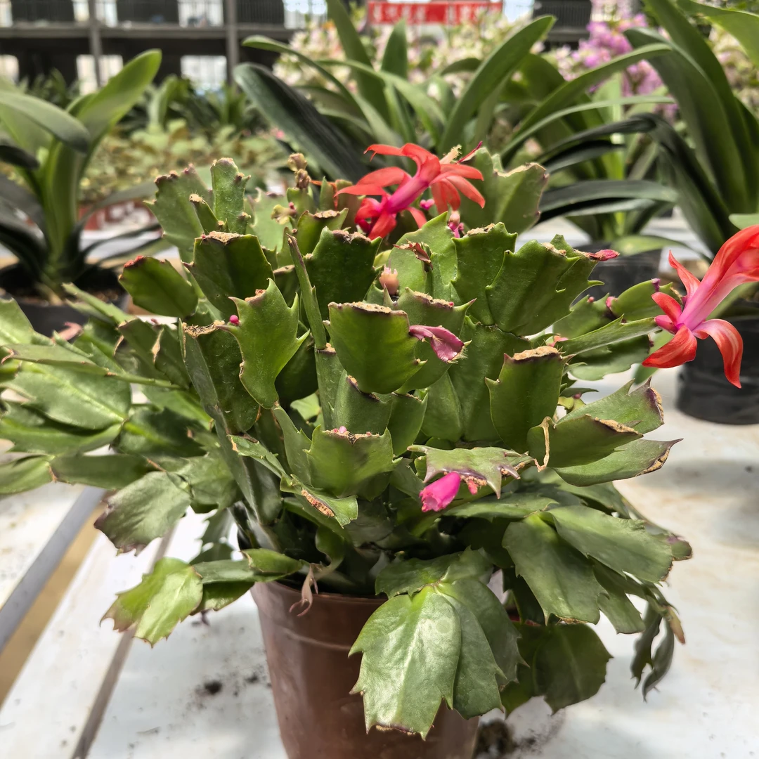 无花蟹爪兰带花苞盆栽四季开花好养