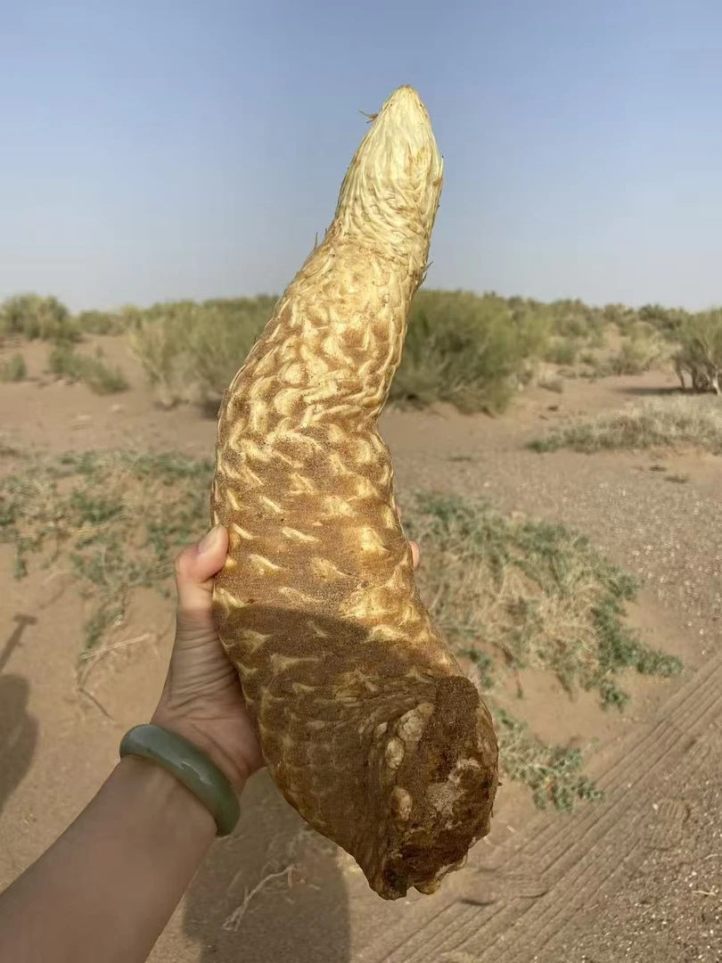 【 新鲜 单根重量1000克-2000克】新鲜苁蓉 产地内蒙古阿拉善