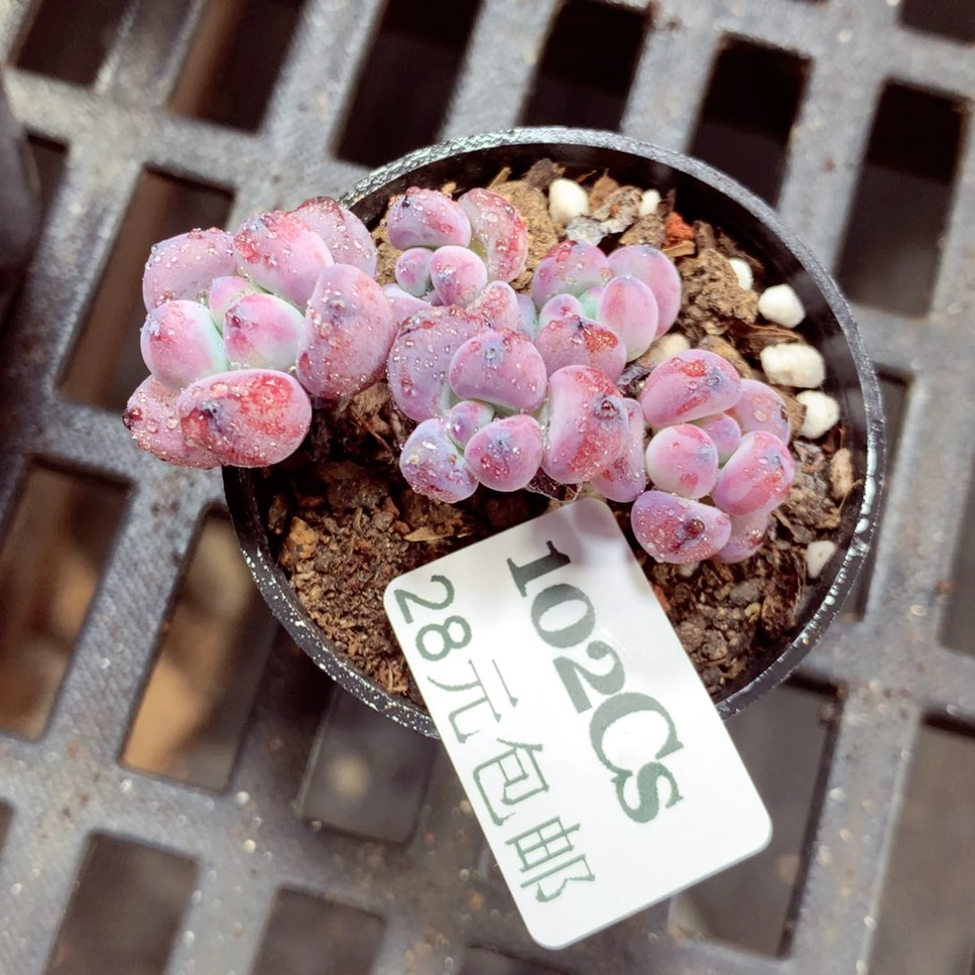 5厘米盆精控多肉102