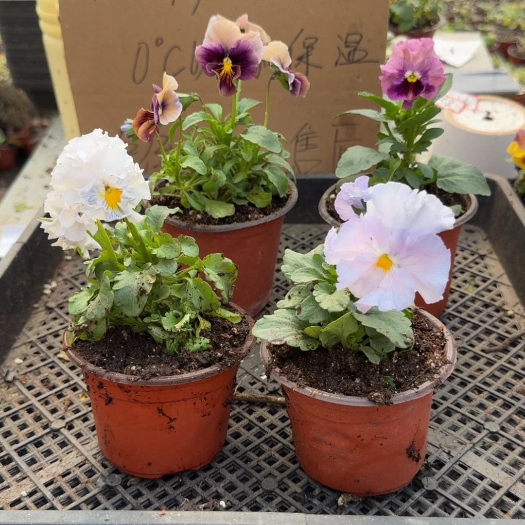 大部分花苞少量开放180