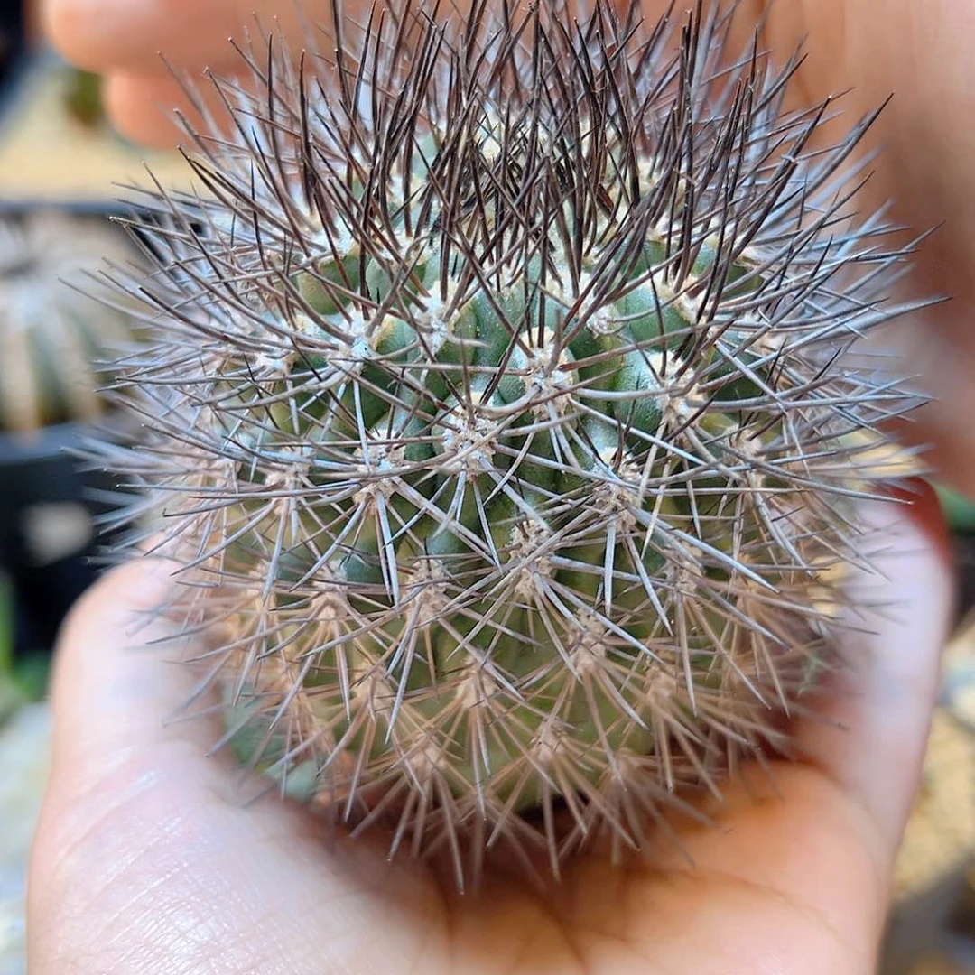 苗接黑刺逆豹含刺7公分无根